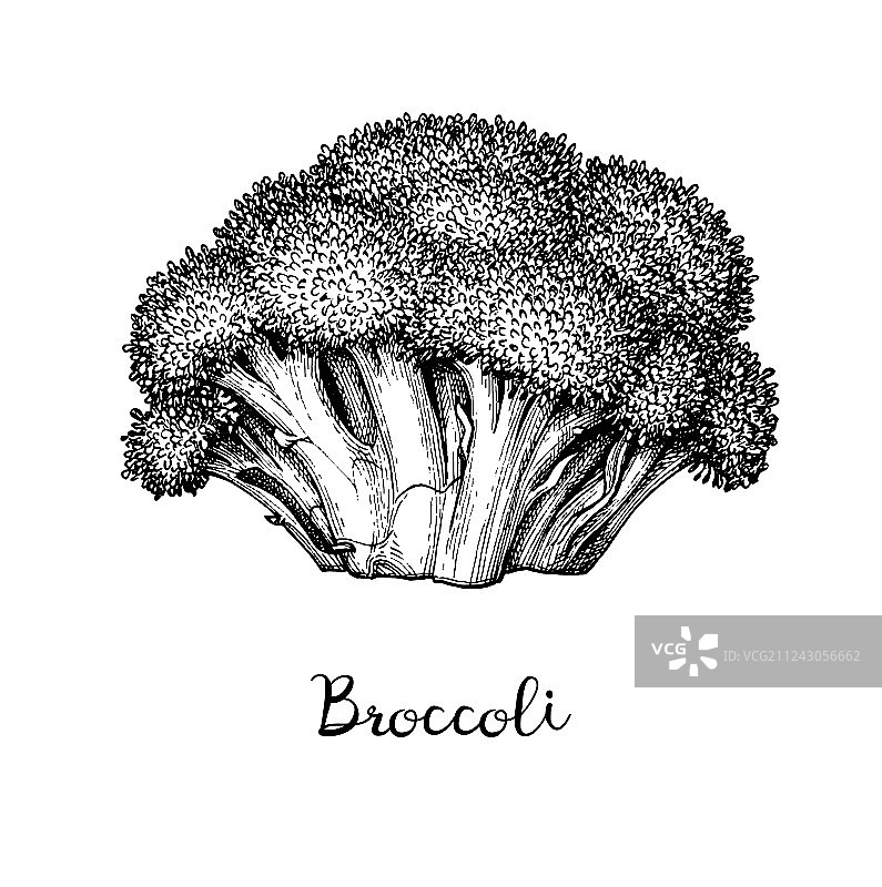 西兰花的墨水素描图片素材