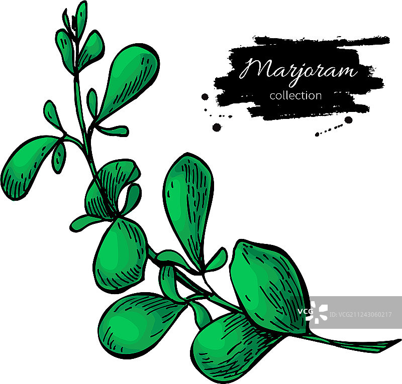 手绘马郁兰图片素材