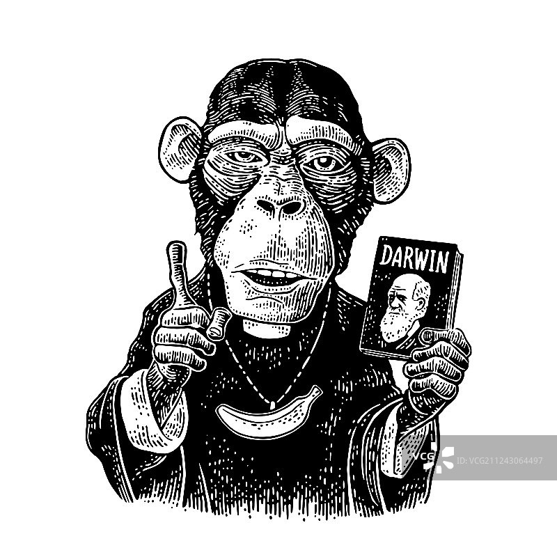 穿着进化论T恤的猴子图片素材