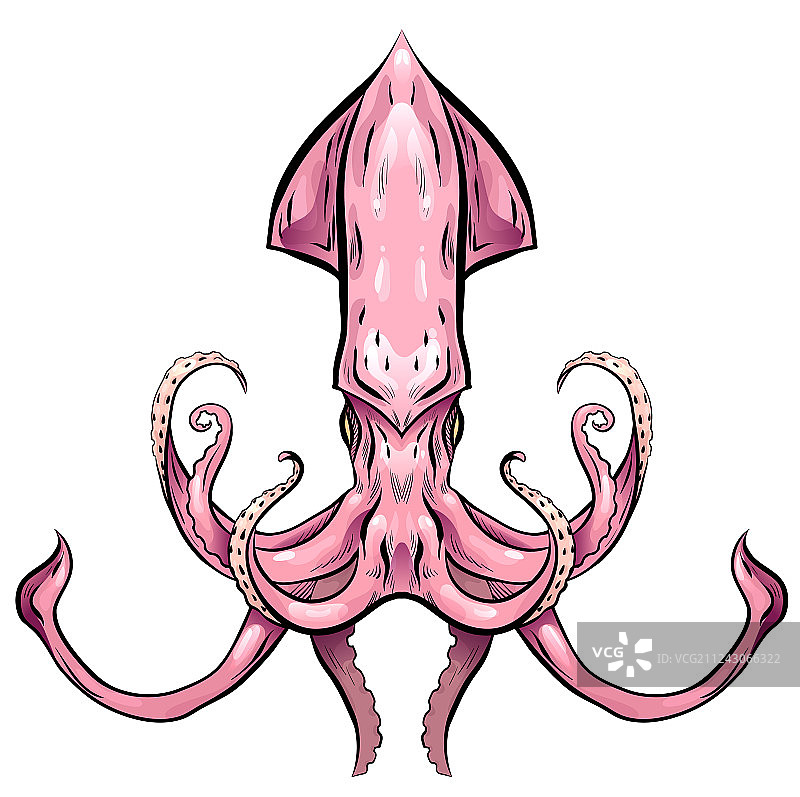 五彩鱿鱼图片素材