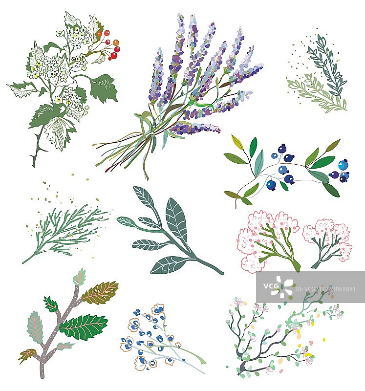 草药和草药医学植物图片素材