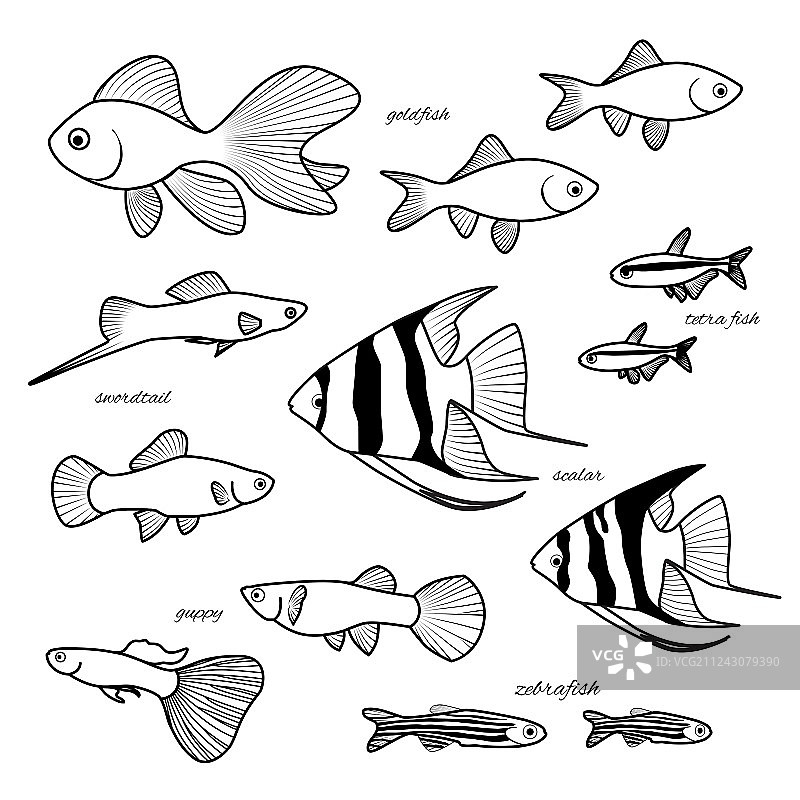 手绘水族箱鱼类图案图片素材