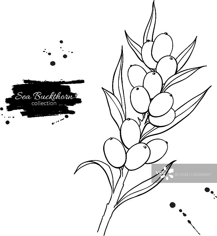 沙棘果手绘插画图片素材