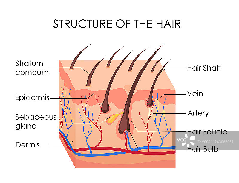 头发结构图图片素材