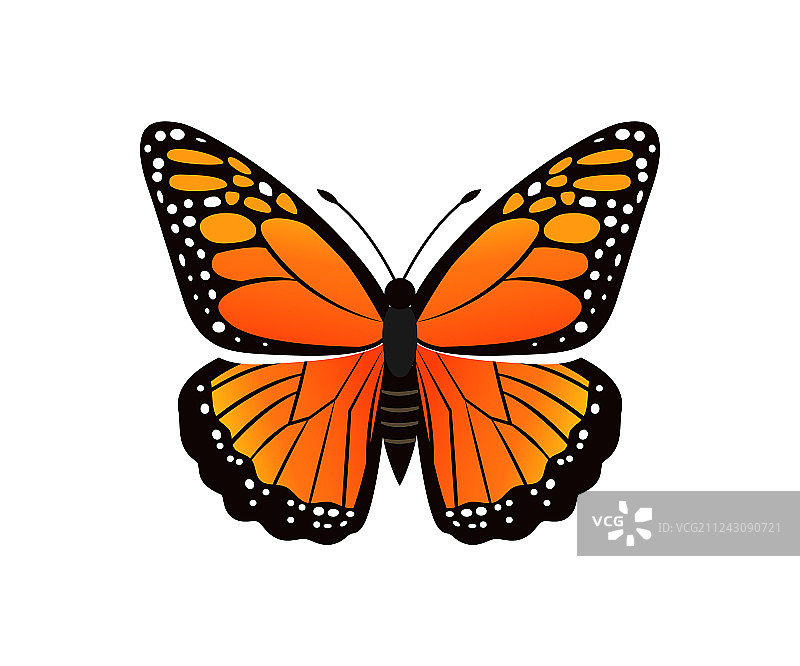 模仿蝴蝶图片素材