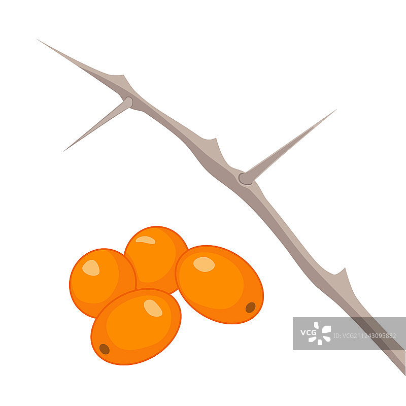 白色背景下的沙棘树枝图片素材