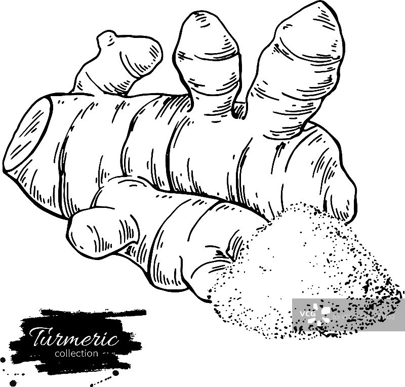 手绘姜黄根图片素材