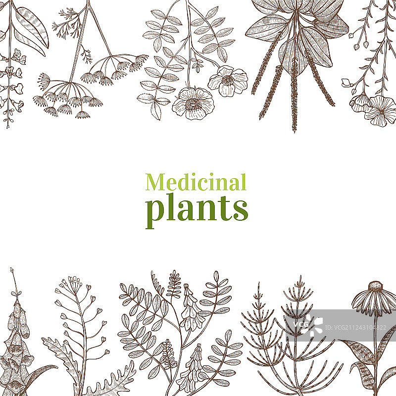 手绘风格药用植物模板图片素材