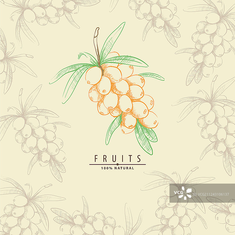 甜味沙棘图片素材