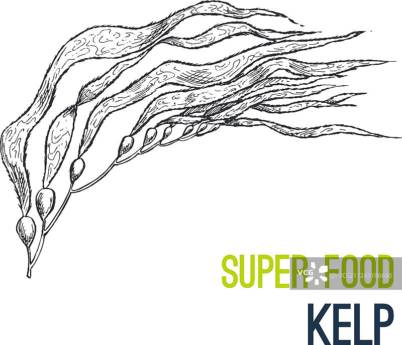 手绘海带图片素材
