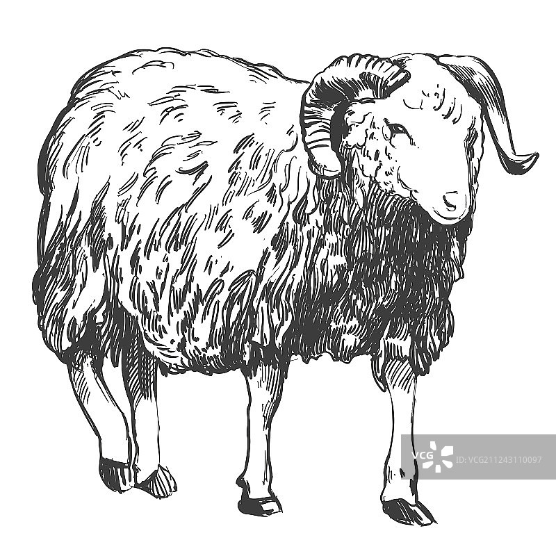 手绘写实绵羊图片素材