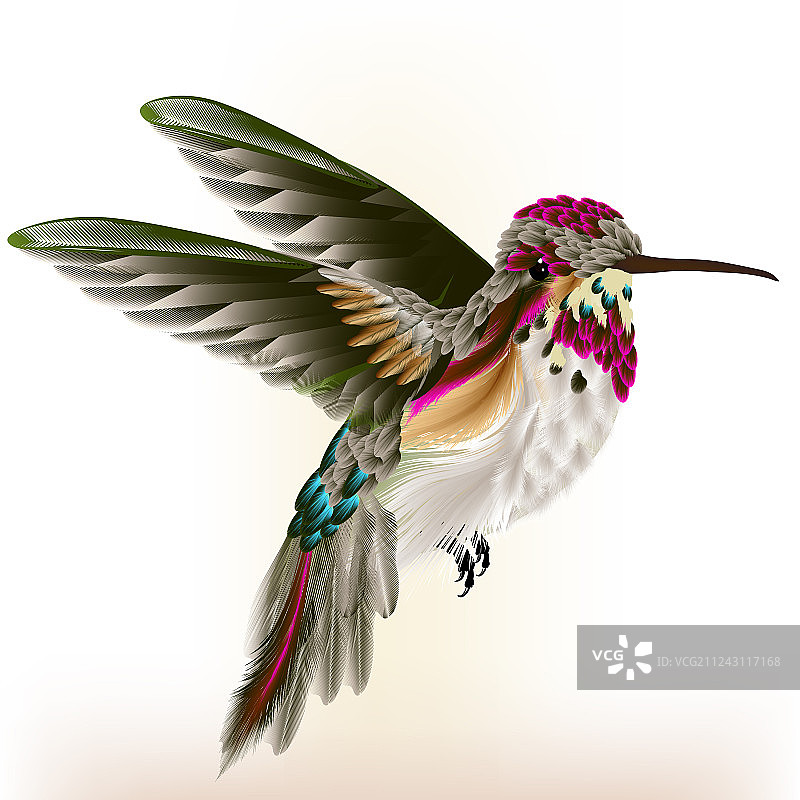 飞行中的绚丽多彩蜂鸟图片素材