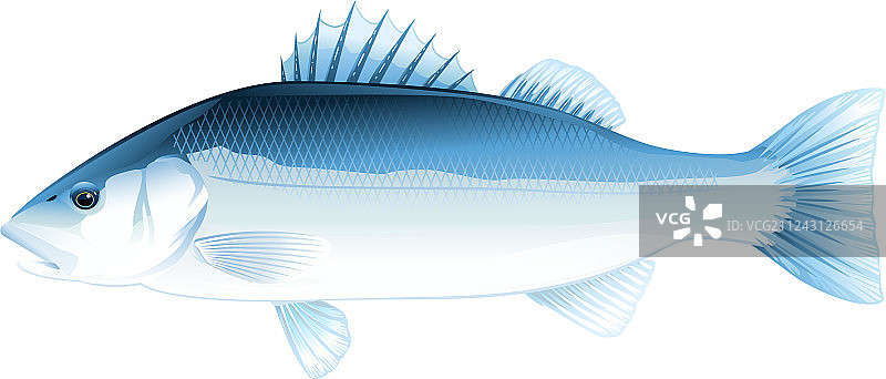 海鲈鱼图片素材