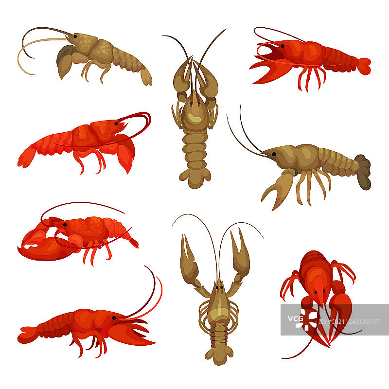 白色背景龙虾素材合集图片素材