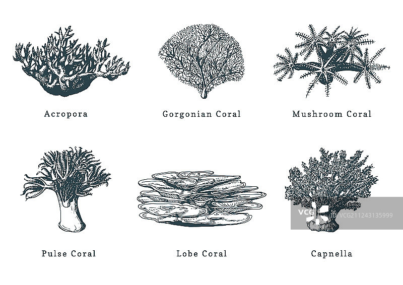 珊瑚合集图片素材