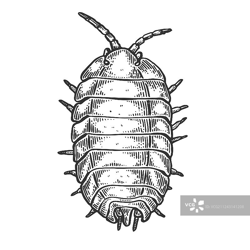 木虱昆虫雕刻图片素材