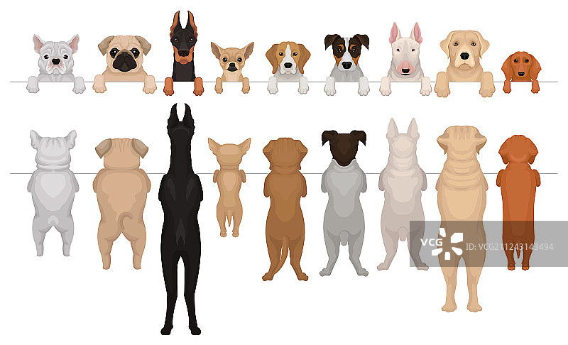 悬挂在边框上的不同品种的狗狗图片素材
