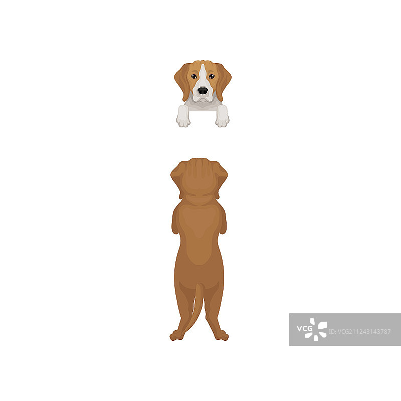 站立的比格犬扁平风格插画图片素材