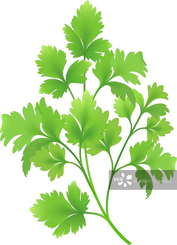 欧芹的嫩枝图片素材