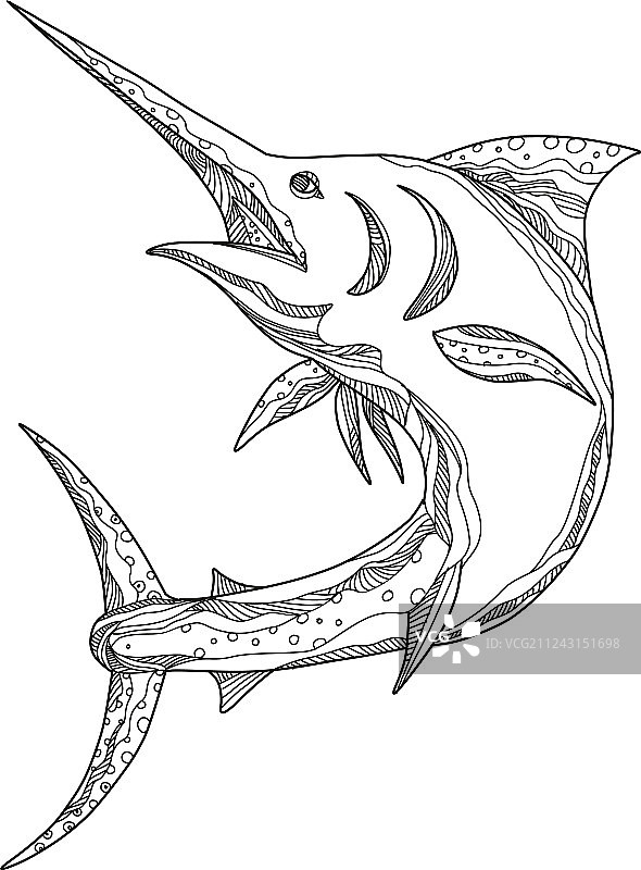 大西洋蓝枪鱼涂鸦图片素材