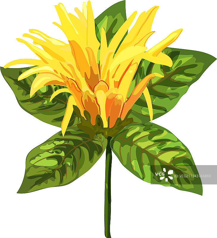 黄色热带植物金银花橙图片素材