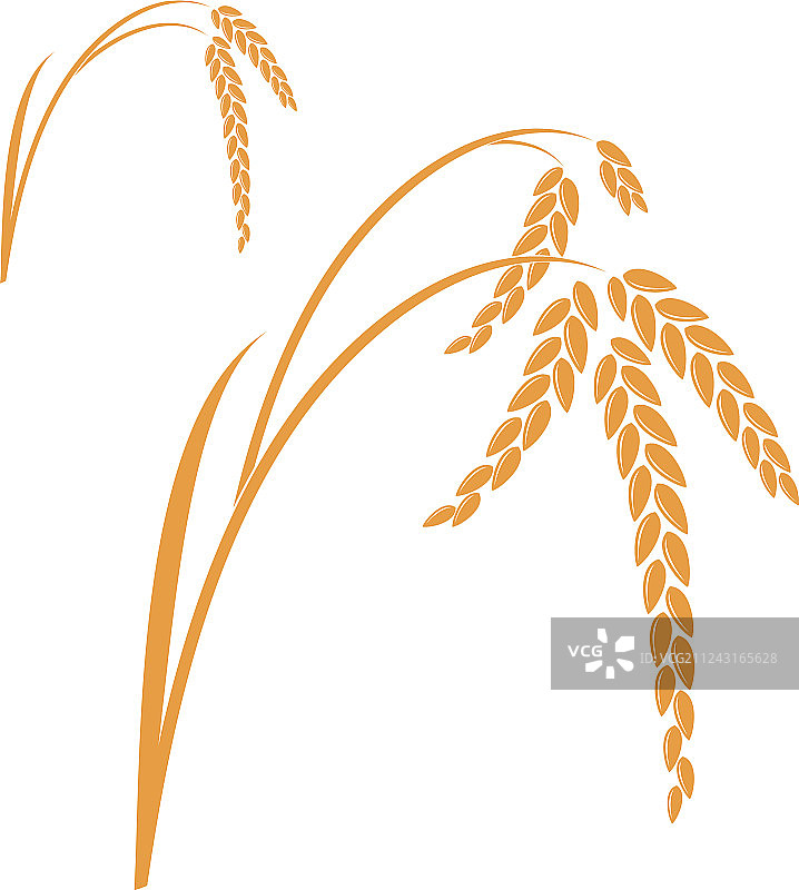 白色背景上的孤立稻米植株图片素材