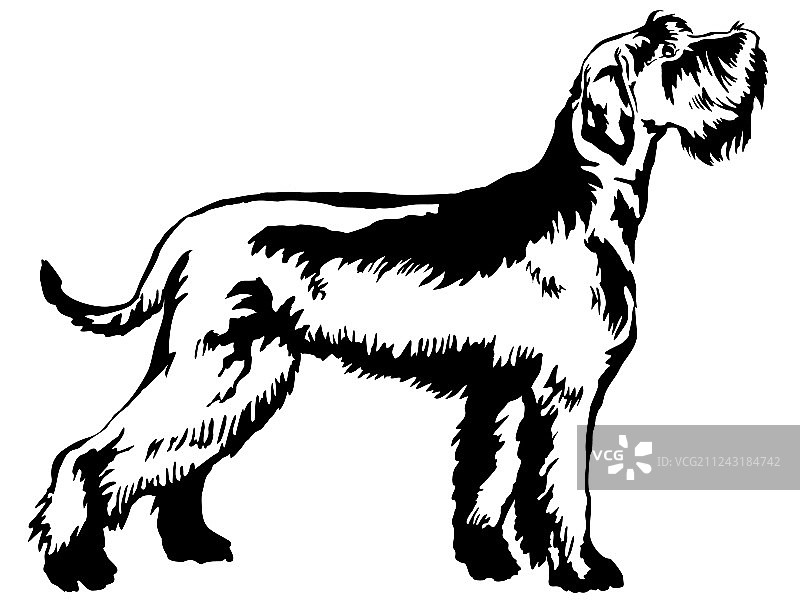 巨型雪纳瑞装饰立式肖像图片素材