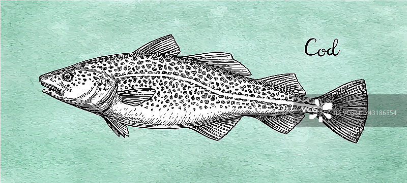 鳕鱼墨水速写图片素材