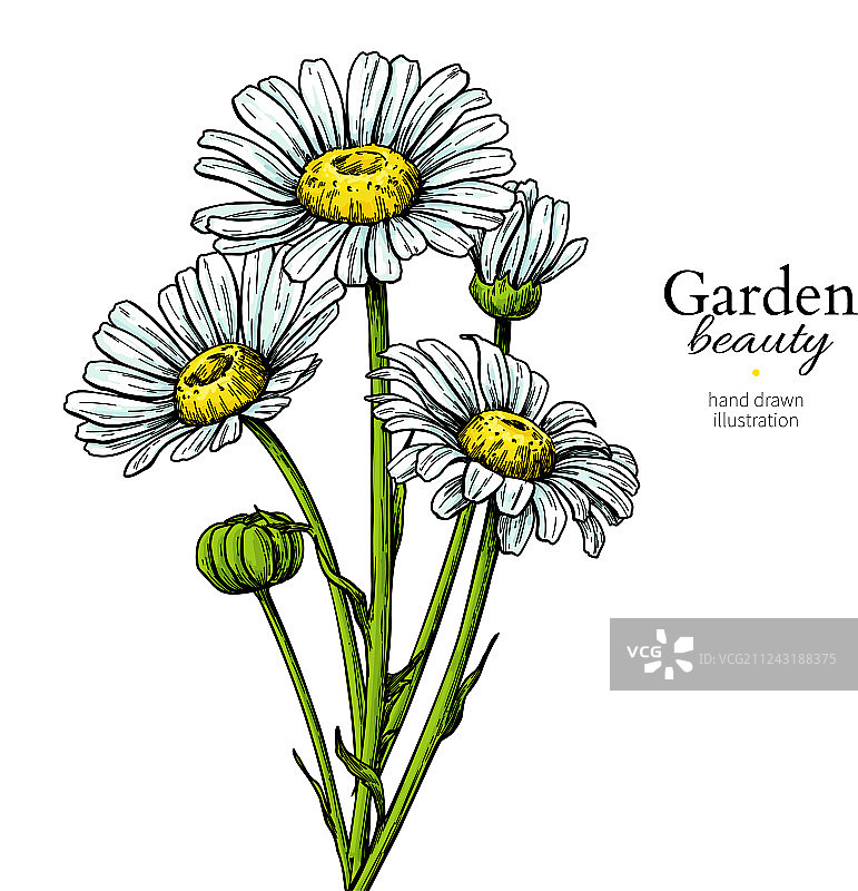 手绘雏菊花朵图案图片素材