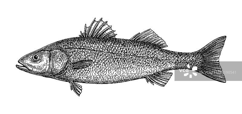 欧洲鲈鱼水墨素描图片素材