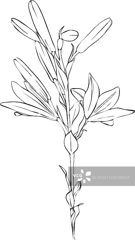 百合花绘画图片素材