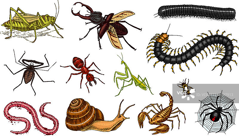 昆虫复古宠物房屋虫子素材大合集图片素材