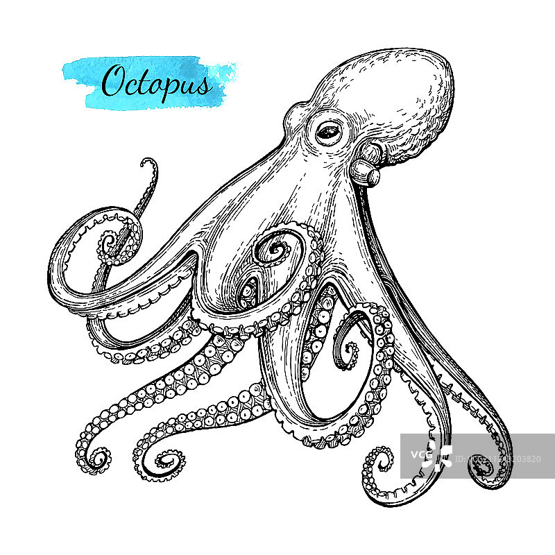 章鱼墨水素描图片素材