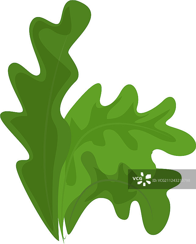 卡通风格的菊苣生菜图标图片素材