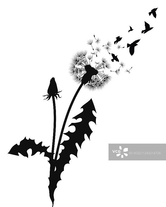 黑色蒲公英飞絮轮廓图片素材