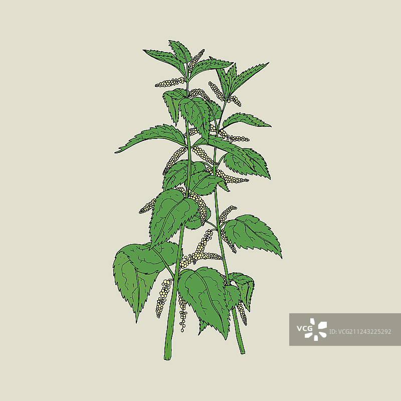 盛开的荨麻彩色细节图图片素材