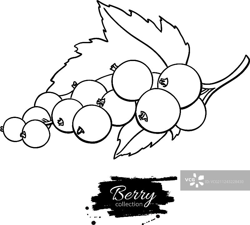 黑醋栗或红醋栗手绘插画图片素材