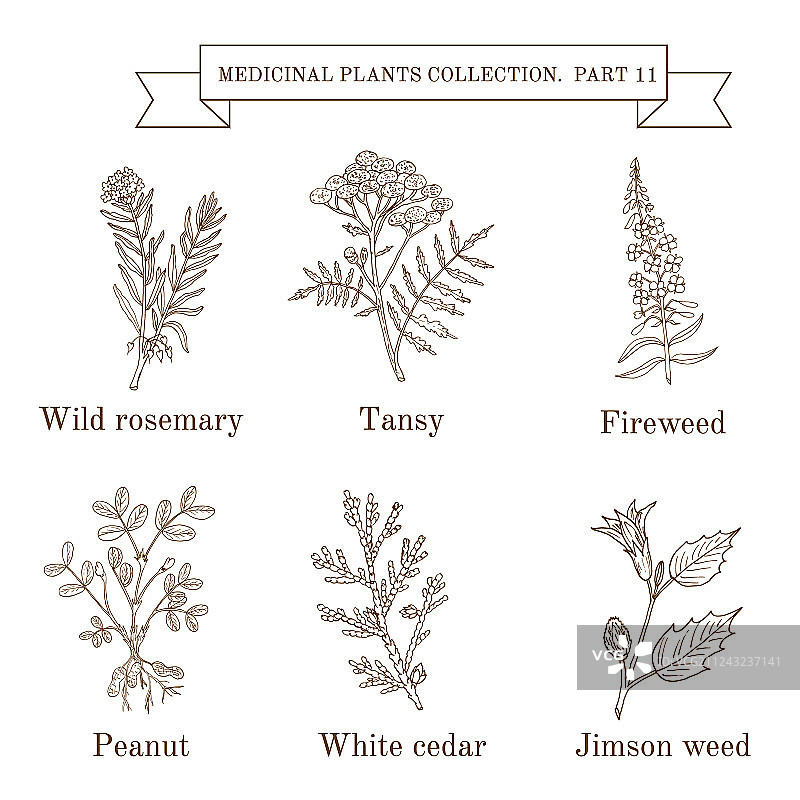 手绘复古草药收藏图片素材