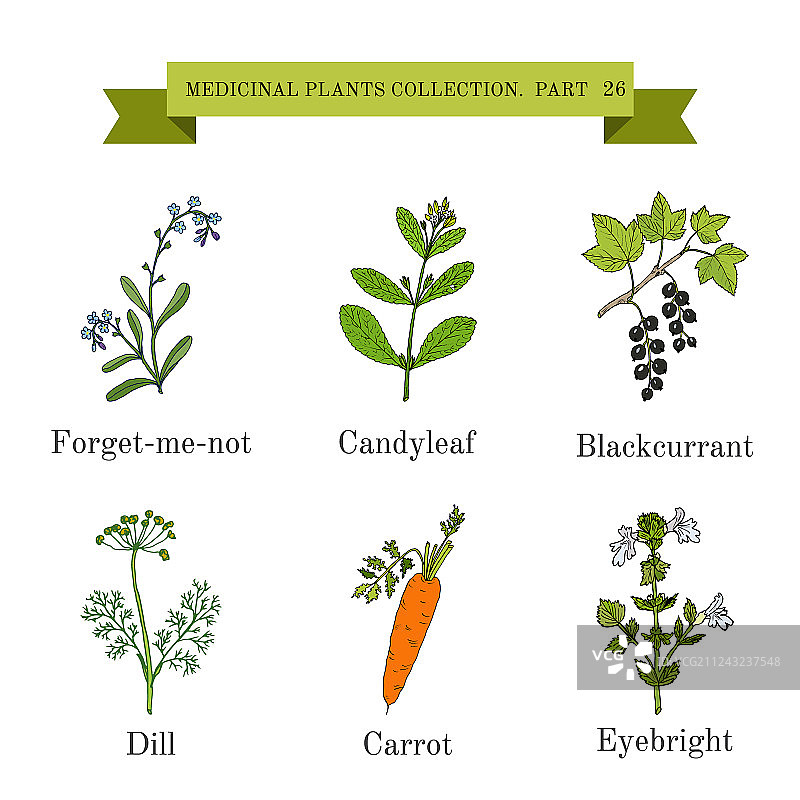 手绘复古草药收藏图片素材