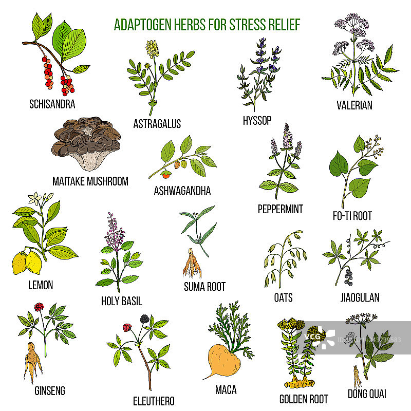 缓解压力的最佳适应原草药图片素材