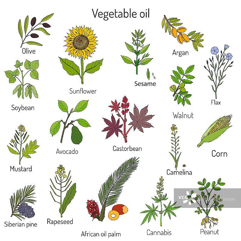 不同油料植物合集图片素材