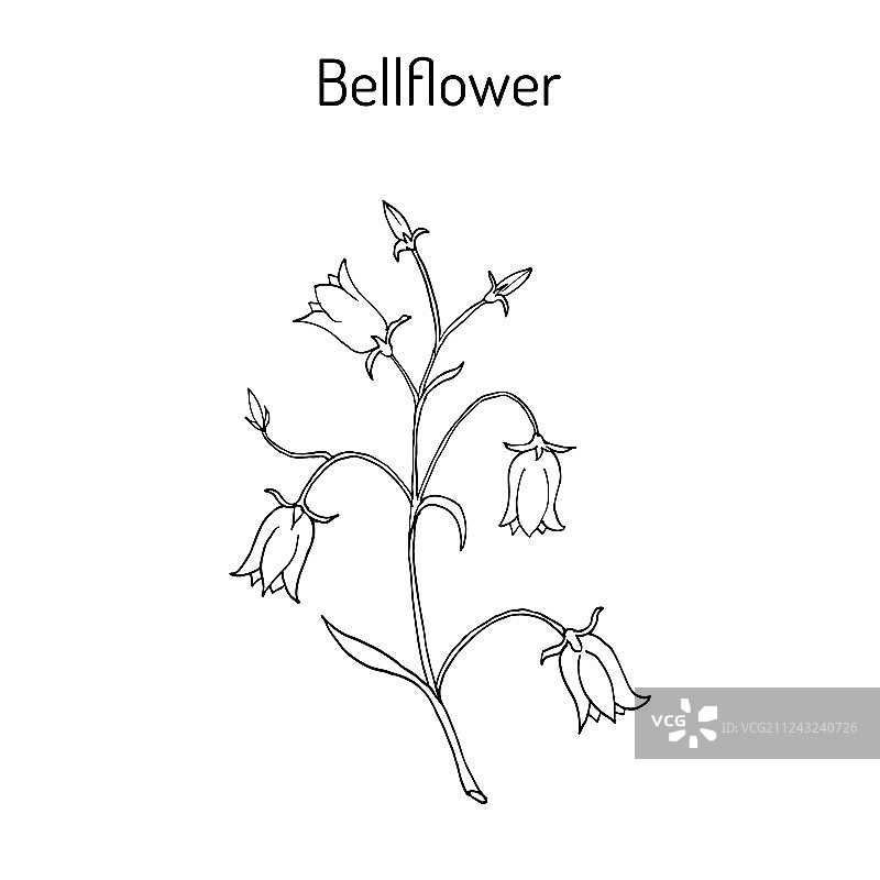 风铃草图片素材