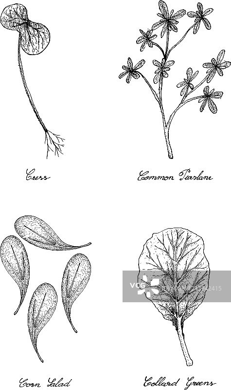 西洋菜、马齿苋、玉米沙拉和羽衣甘蓝图片素材