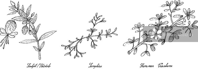 手绘海蓬子图片素材