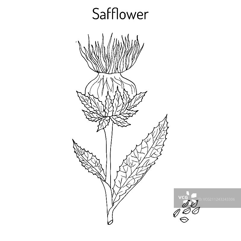 红花油料植物图片素材