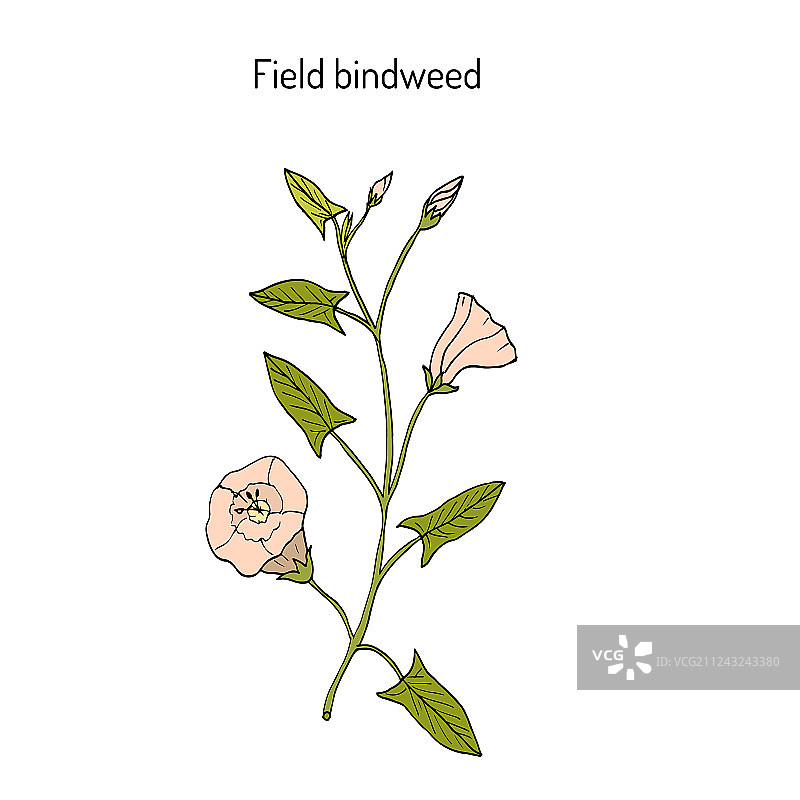 田旋花图片素材