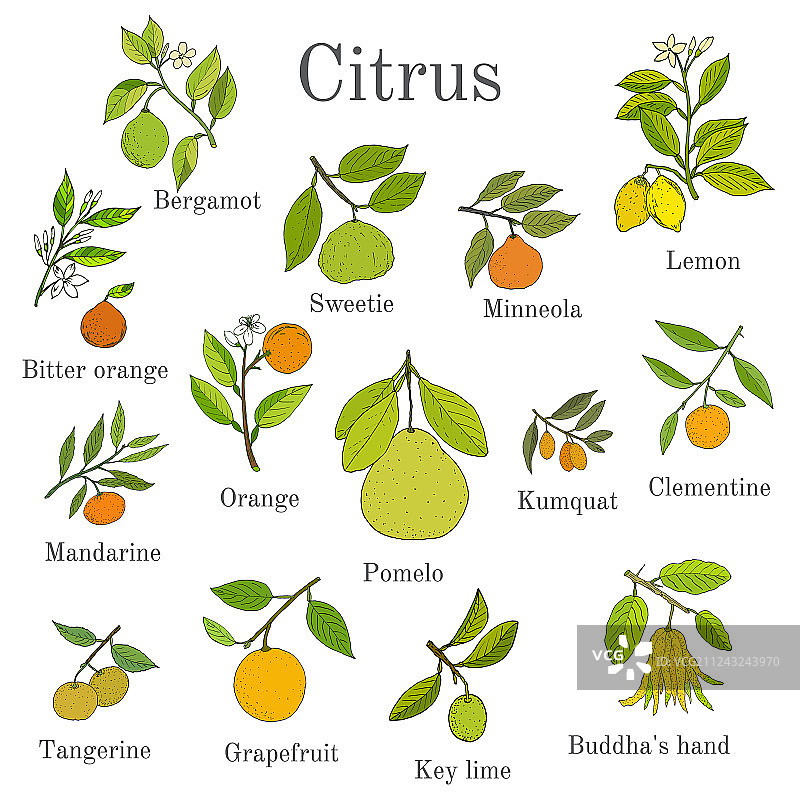 柑橘树枝水果合集图片素材