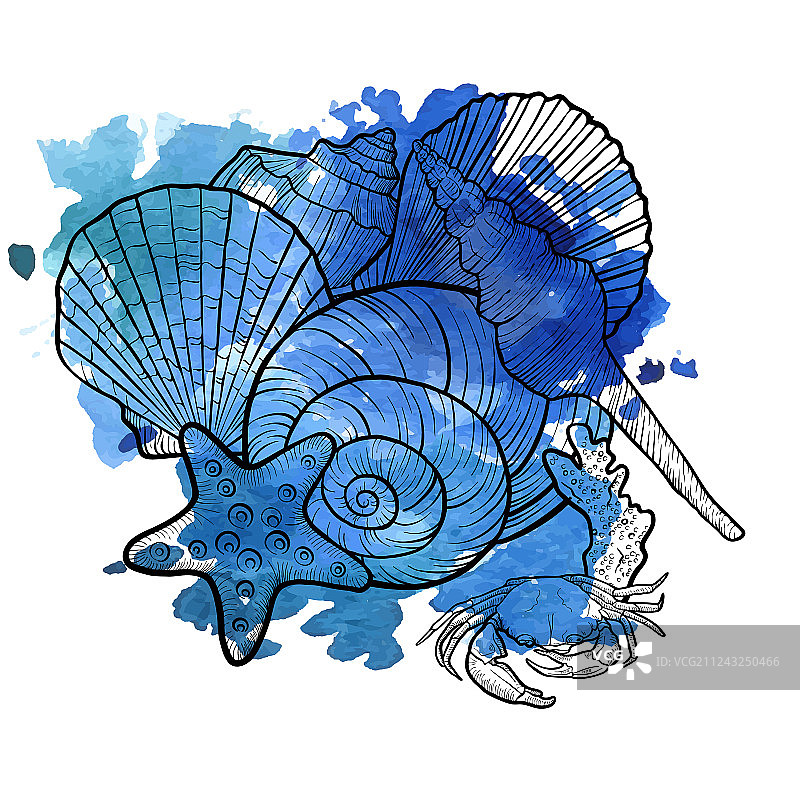 贝壳背景图片素材