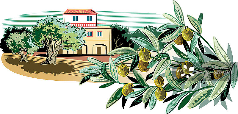 地中海农舍橄榄枝图片素材
