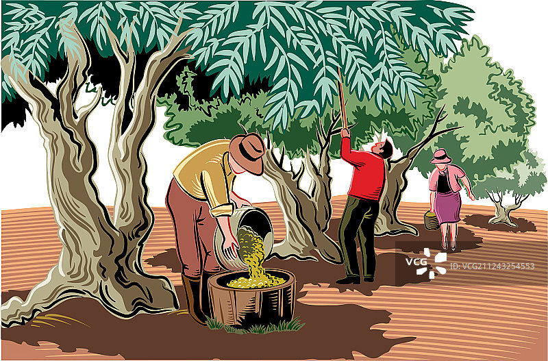 两男一女直接采摘橄榄图片素材